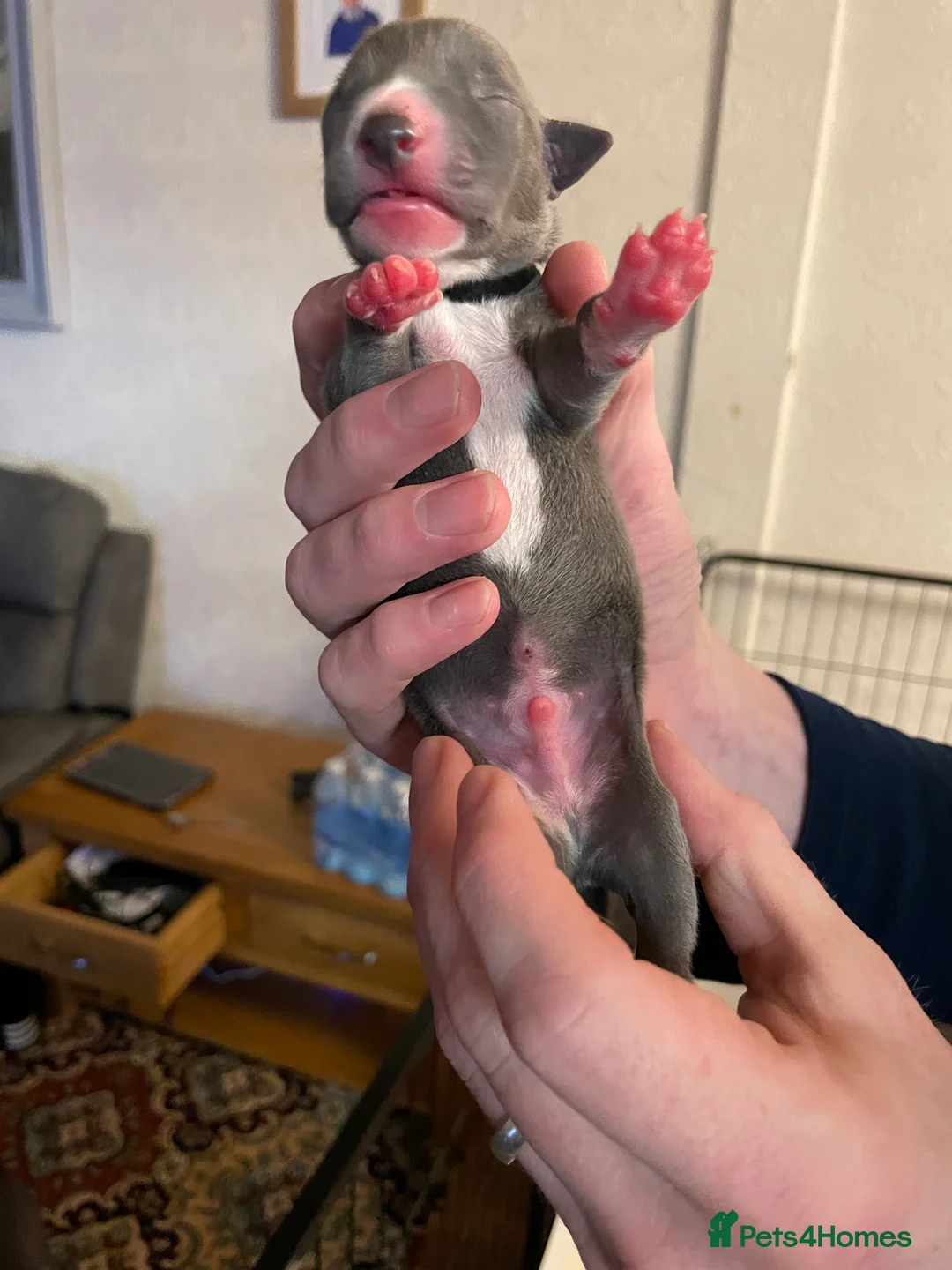 Whippet dogs for sale: KC whippet puppies for sale - Advert 13