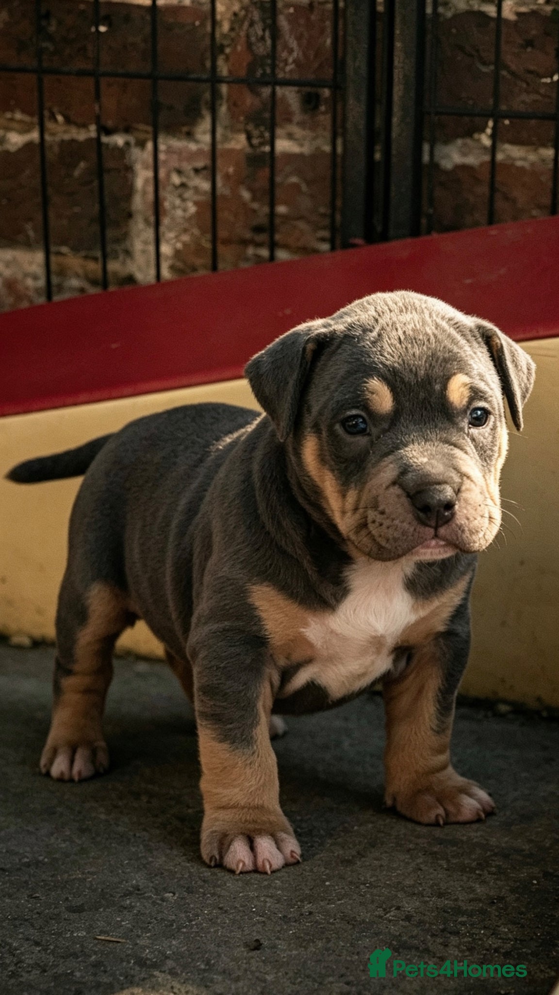 American Bully dogs American pocket bullies  - Advert 9