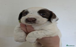 English Springer Spaniel dogs for sale: Speckled mixed colour ESS pups,TESTED PARENTS - Image 6