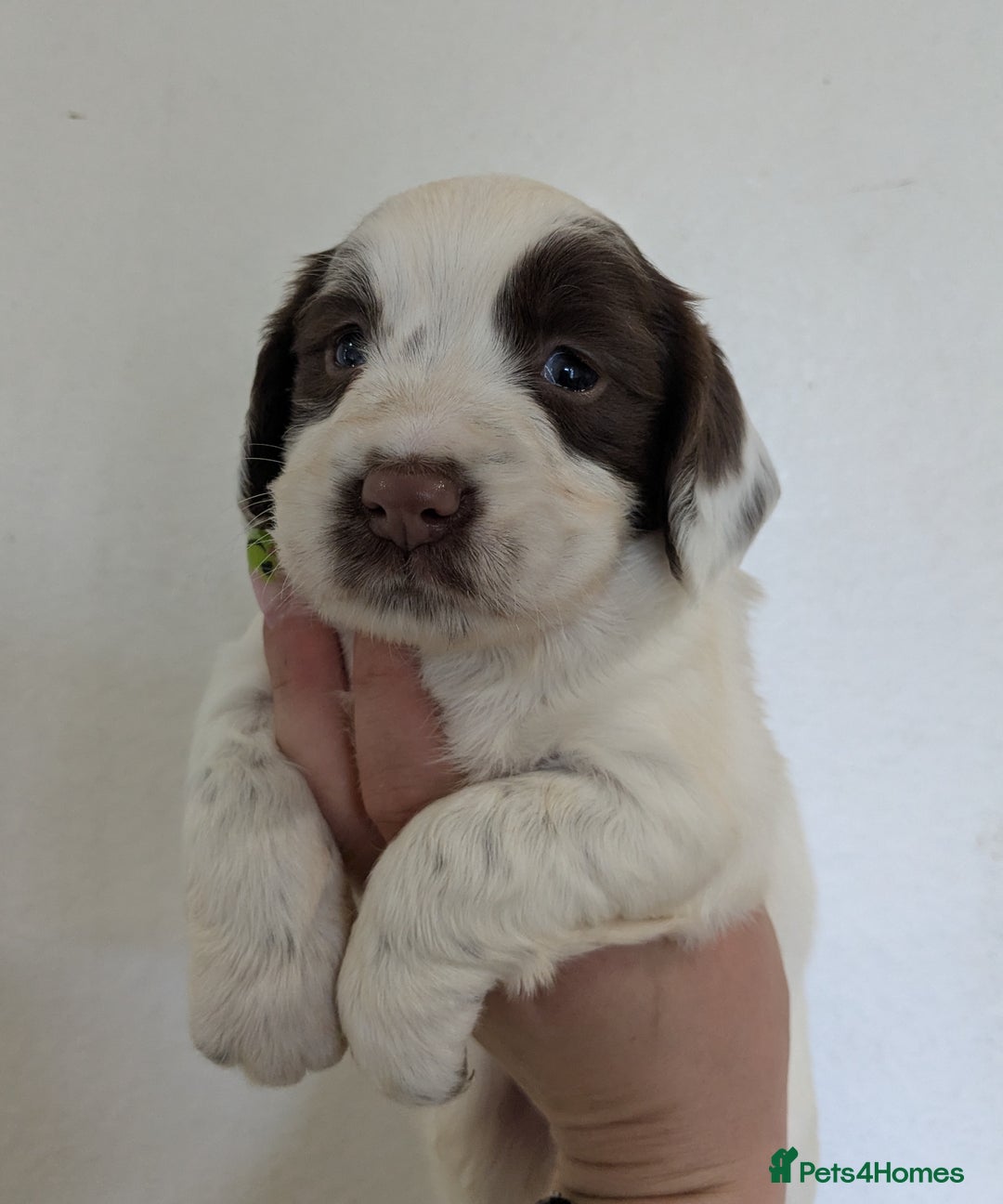 English Springer Spaniel dogs for sale: Speckled mixed colour ESS pups,TESTED PARENTS - Image 6