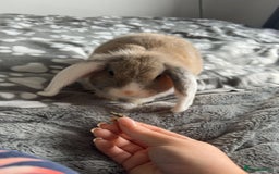 Mini Lop rabbits for sale: rabbit for sale  - Image 3