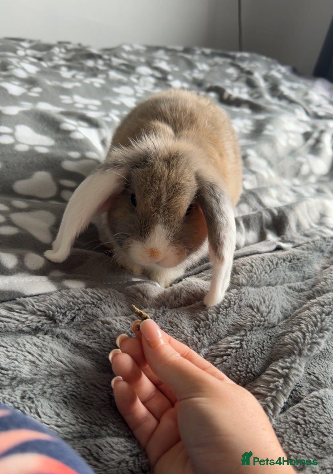 Mini Lop rabbits for sale: rabbit for sale  - Image 3