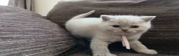 British Shorthair cats for sale: GCCF registered cream and lilac BSH - Advert 15
