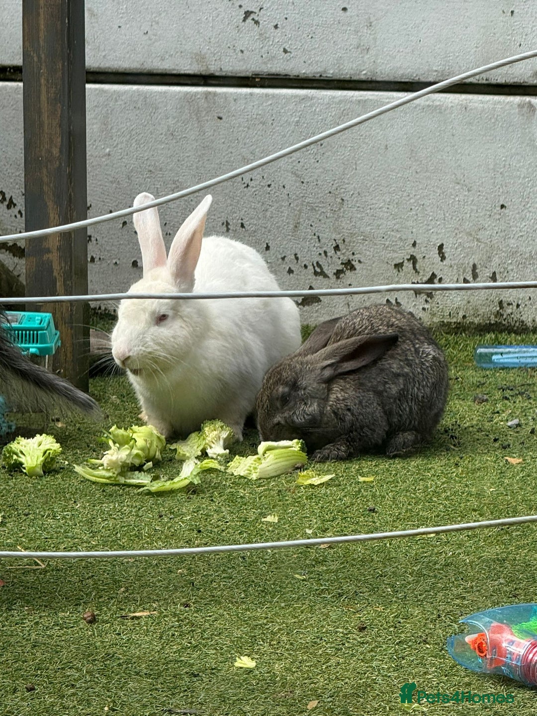 Mixed Breed rabbits for sale: Two Bucks  - Advert 7