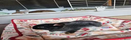 Netherland Dwarf rabbits for sale: Baby bunny - Advert 10