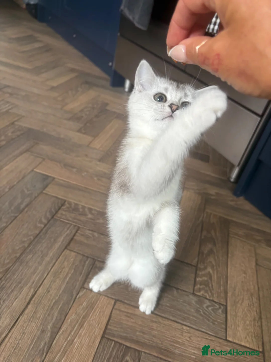 Scottish Fold cats for sale: Female scottish Straight - Advert 2