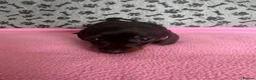 Dachshund dogs for sale: 🐾 Gorgeous Mini Dachshund Puppies-Come meet them! - Advert 7