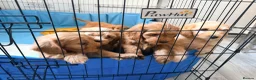 Cavapoo dogs for sale: Cavapoos puppies for sale  - Advert 12