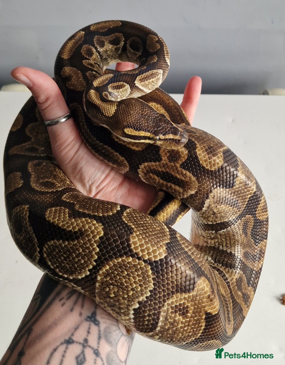 Python Snake reptiles for sale: Enchi Royal / Ball Python - Image 4
