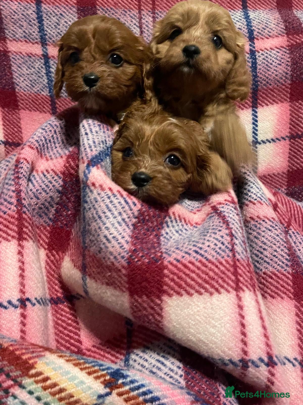 Cavapoo dogs beautiful ruby red F1 cavapoos ❤️ - Advert 4