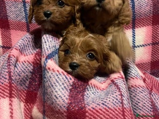 Cavapoo dogs beautiful ruby red F1 cavapoos ❤️ - Advert 5