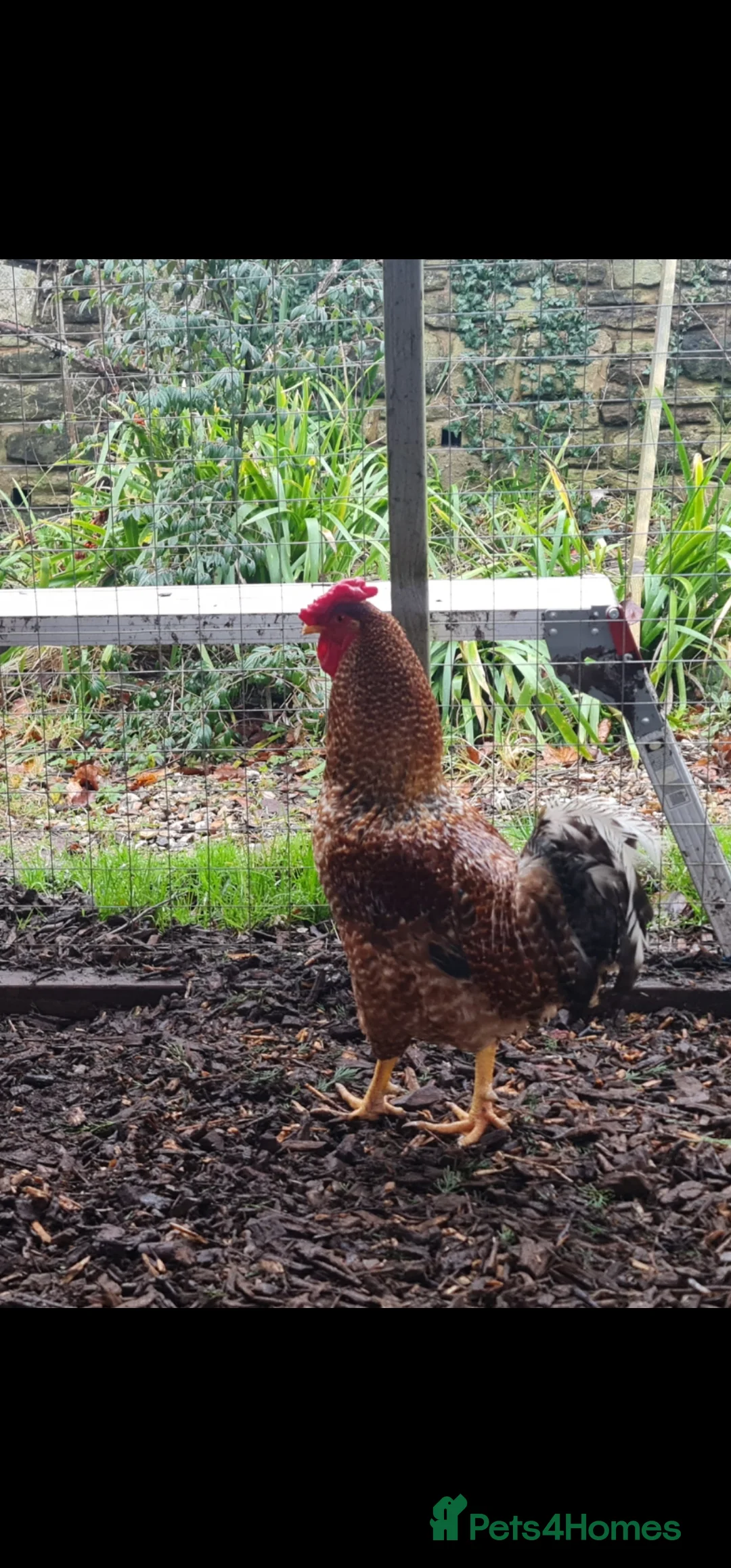 Mixed Breed poultry for sale: Two beautiful cockerels looking for new home. - Advert 7