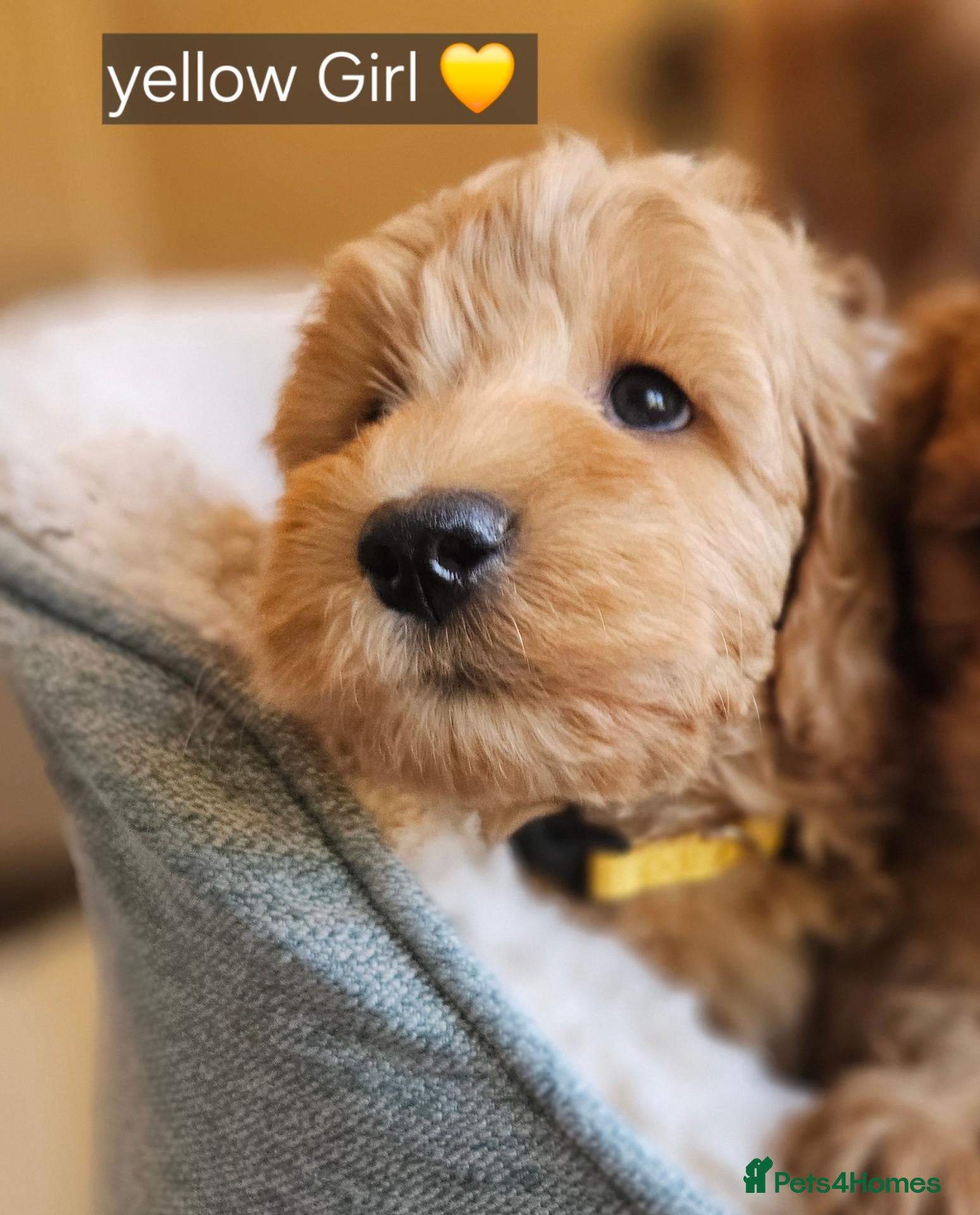 Cockapoo dogs 1 Girl Ready for loving homes, licensed breeder!   - Advert 1