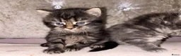 Mixed Breed cats for sale: Beautiful Kittens for sale half grey BSH - Advert 3