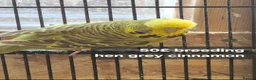 Budgerigars birds for sale: Budgies Birds by pre-order, exclusive birds - Advert 5