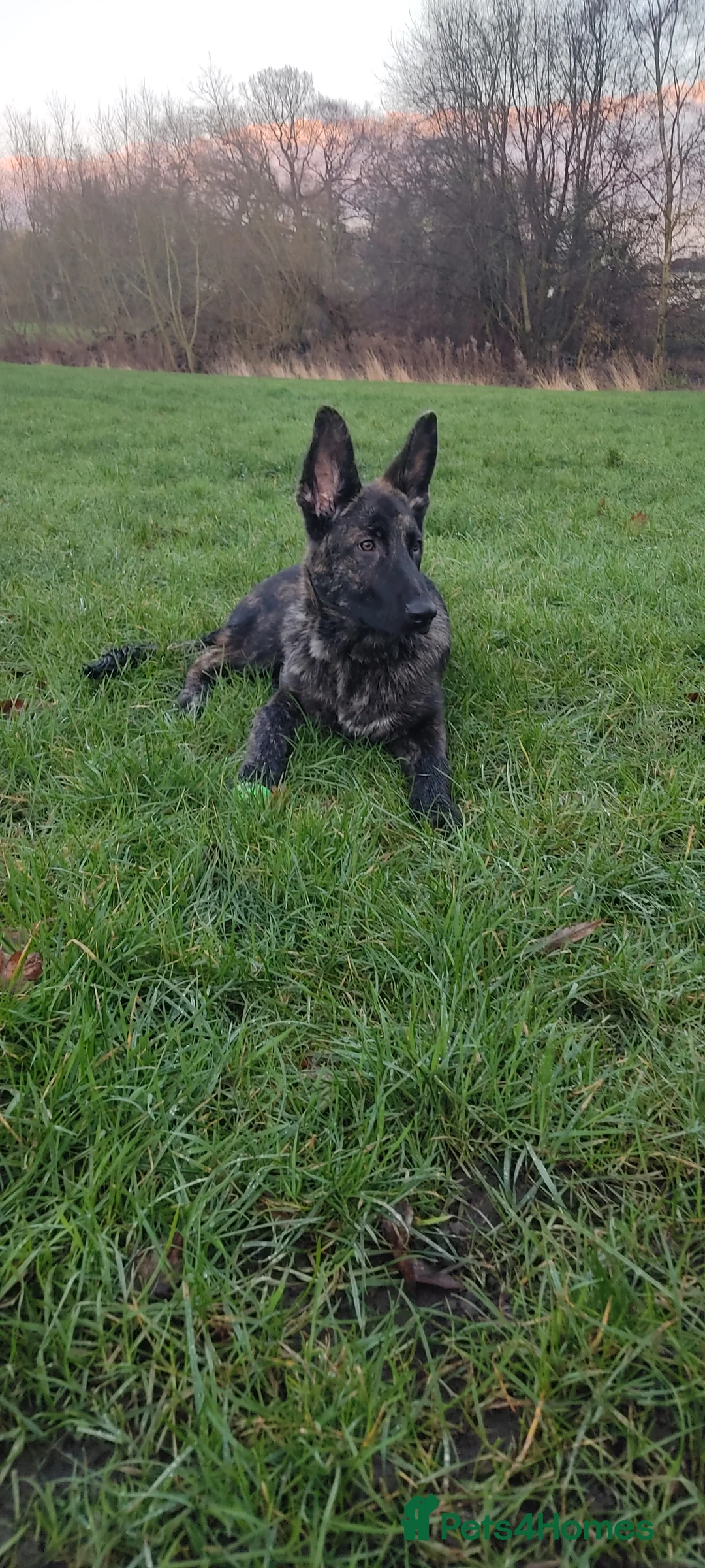 Mixed Breed dogs for sale: German Shepherd mixed breed dog in Darlington - Advert 1