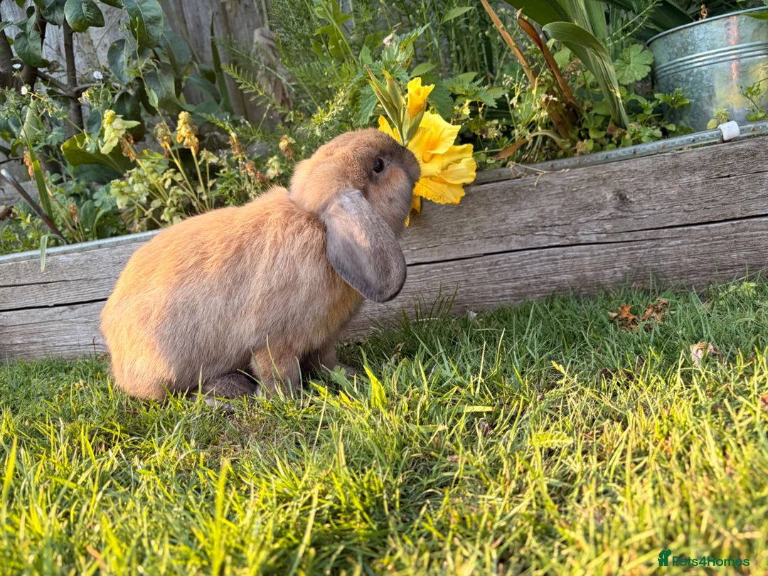 Dwarf Lop rabbits for sale: Dwarf Lop boy  in Nottingham - Advert 3