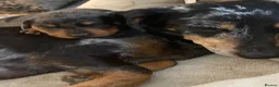 Dachshund dogs for sale: Tri silver dapple dachshunds ❤️ - Advert 18