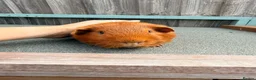 Guinea Pig rodents for sale: Stunning pair of boars - Advert 4