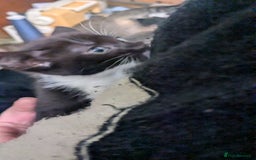 British Shorthair cats for sale: BEAUTIFUL TABBY KITTENS FOR SALE  - Advert 4