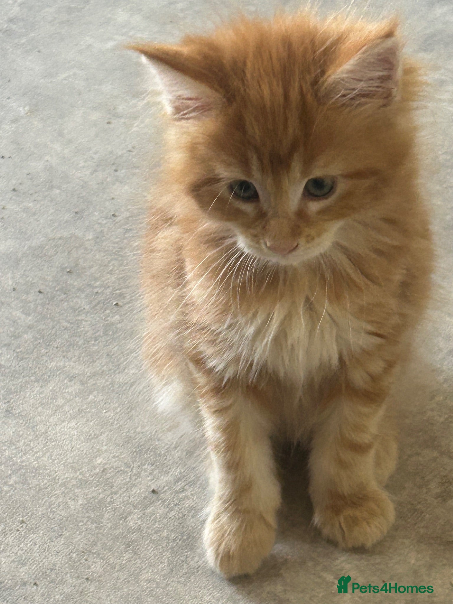 Maine Coon cats Red and red/silver  pure bred Maine coons  - Advert 1