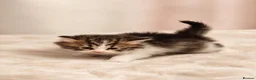 Siberian cats for sale: TICA Registered Pedigree Siberian kittens - Advert 15