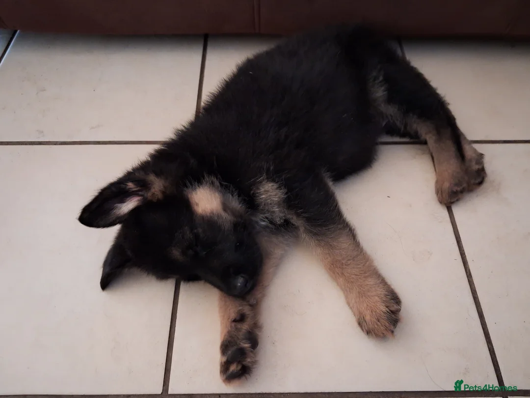 German Shepherd dogs for sale: German-shepherd-puppies  - Advert 4