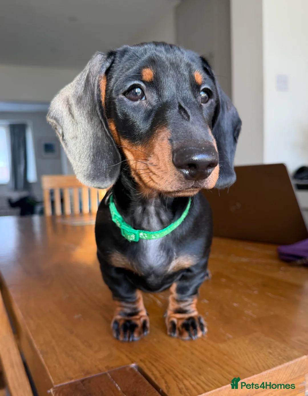 Dachshund dogs for sale: 🐾 Last Dachshund Puppy – Ready Now 🐾 - Advert 1