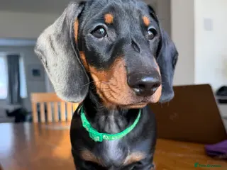 Dachshund dogs Dachshund Puppies ready to go, KC Registered Lines - Advert 8