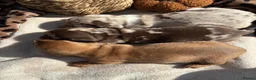 Miniature Dachshund dogs for sale: Stunning  miniature dachshunds boys x3 - Advert 9