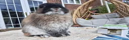 Netherland Dwarf rabbits for sale: MALE NETHERLAND DWARF 1 YEAR OLD in Bristol - Advert 7