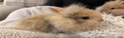 Lionhead rabbits for sale: Double maned lion head bunnies for sale  - Advert 9