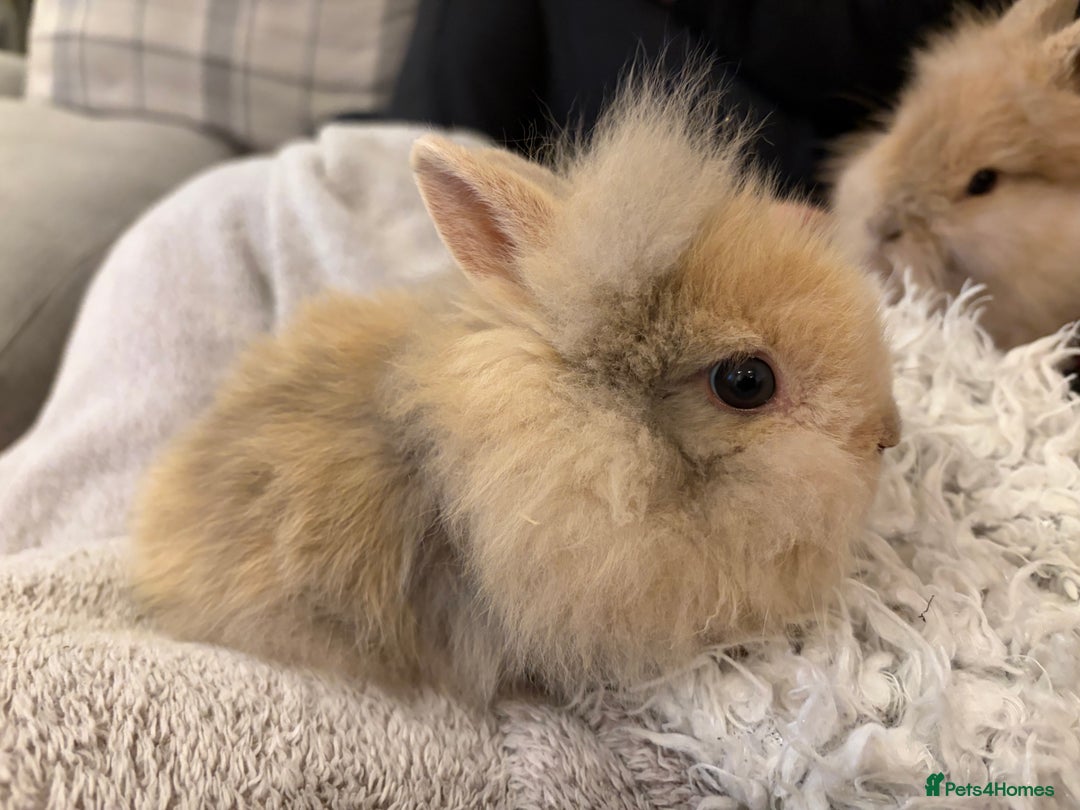 Lionhead rabbits for sale: Double maned lion head bunnies for sale  - Advert 9