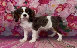 Cavalier King Charles Spaniel dogs for sale: Merle cavalier King Charles  - Image 10