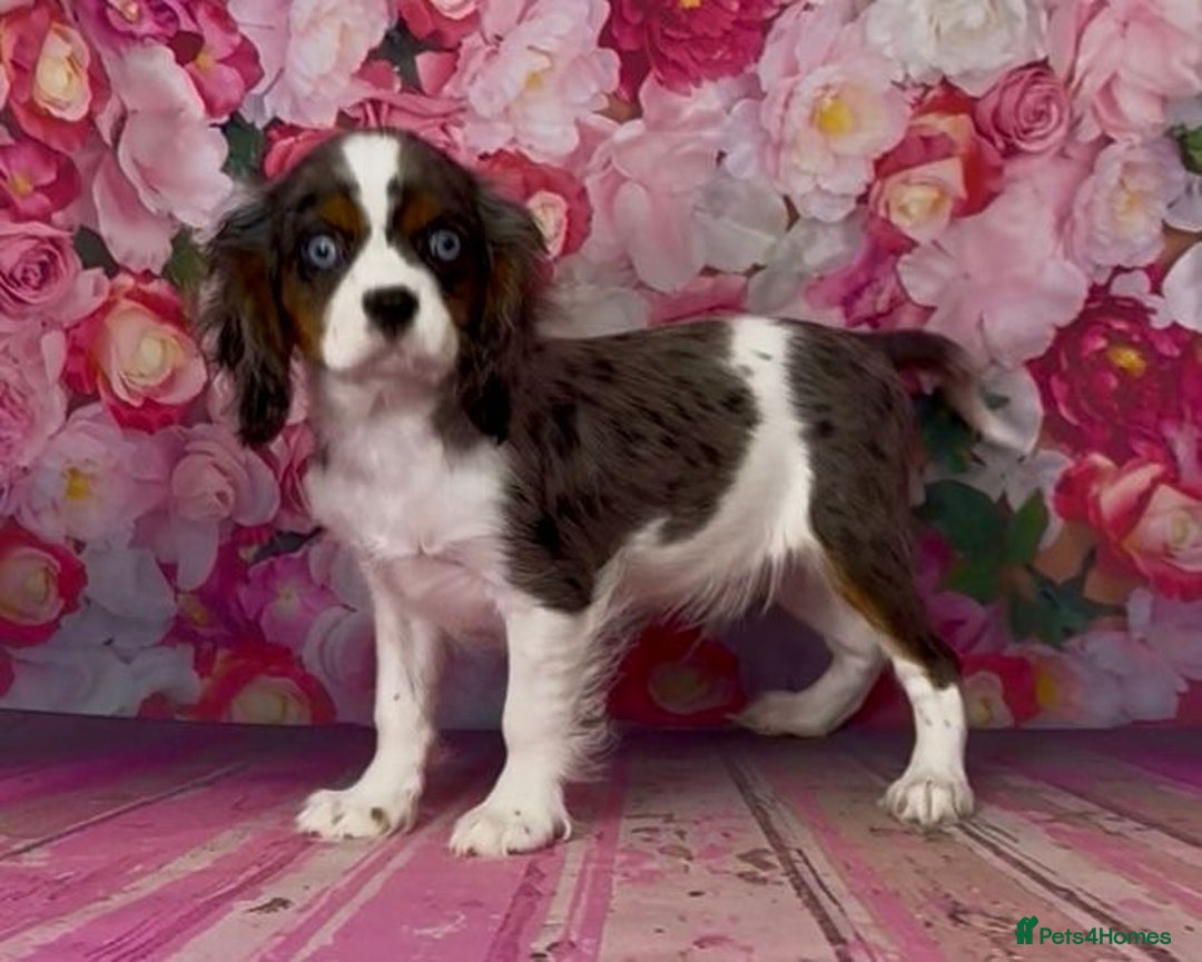 Cavalier King Charles Spaniel dogs for sale: Merle cavalier King Charles  - Image 10