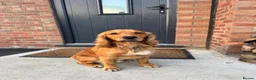 Cocker Spaniel dogs for stud: Handsome Golden Working Cocker for Stud KC Reg - Advert 13