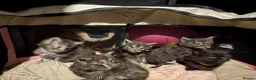 Maine Coon cats for sale: Beautiful Maine coon  kittens  - Advert 7