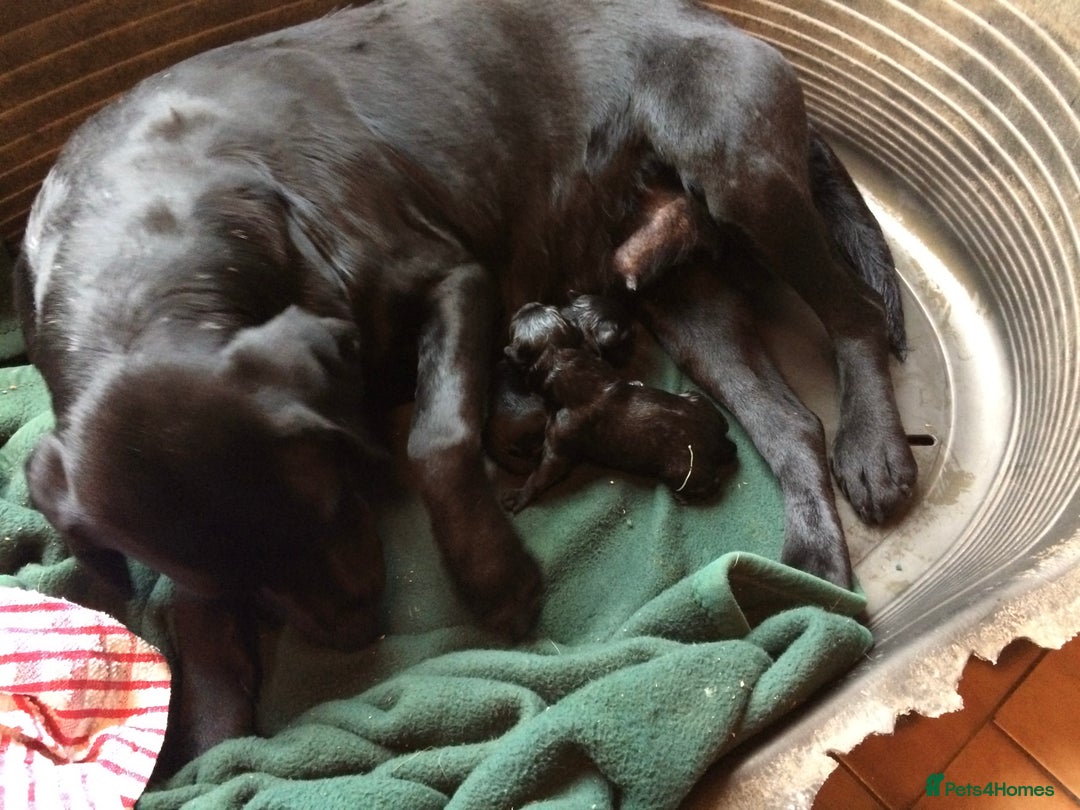 Labrador Retriever dogs for sale: Working Labrador puppies - Advert 2