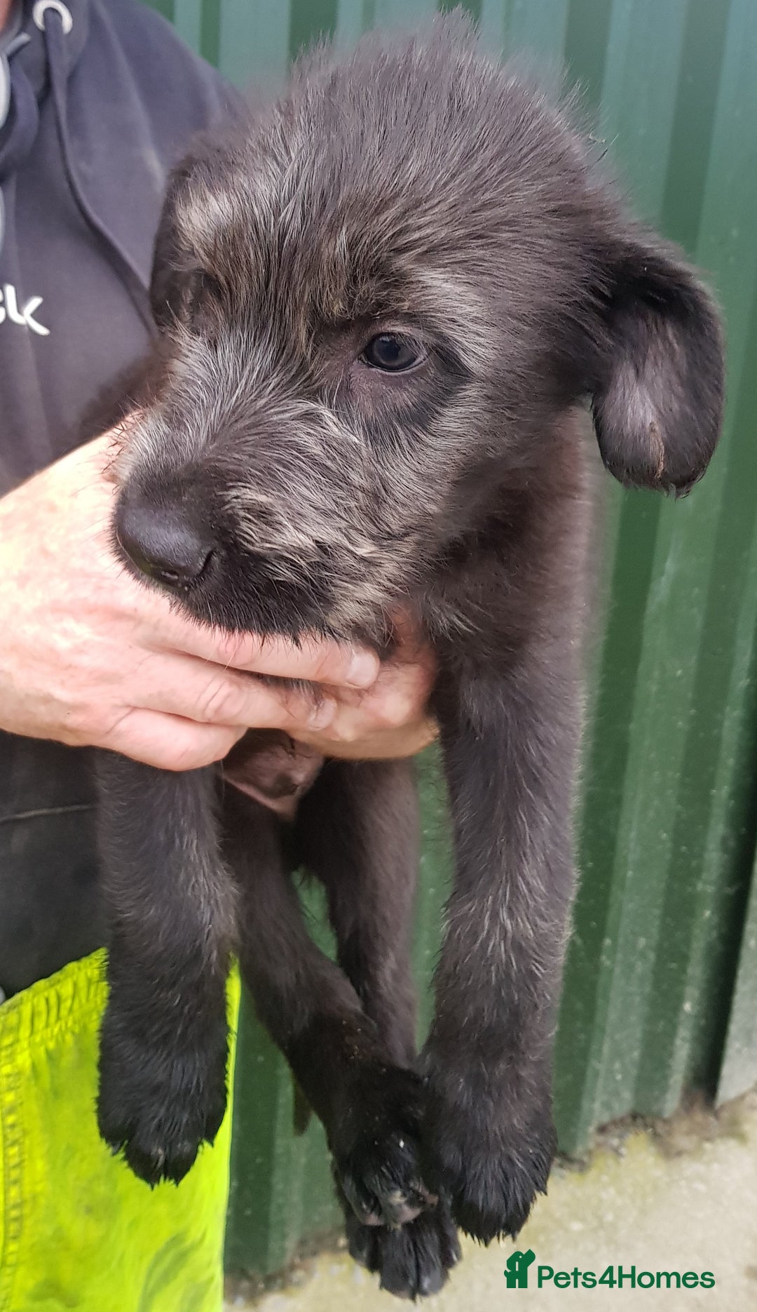 Irish Wolfhound dogs for sale: Irish Wolfhound Pups - Advert 11