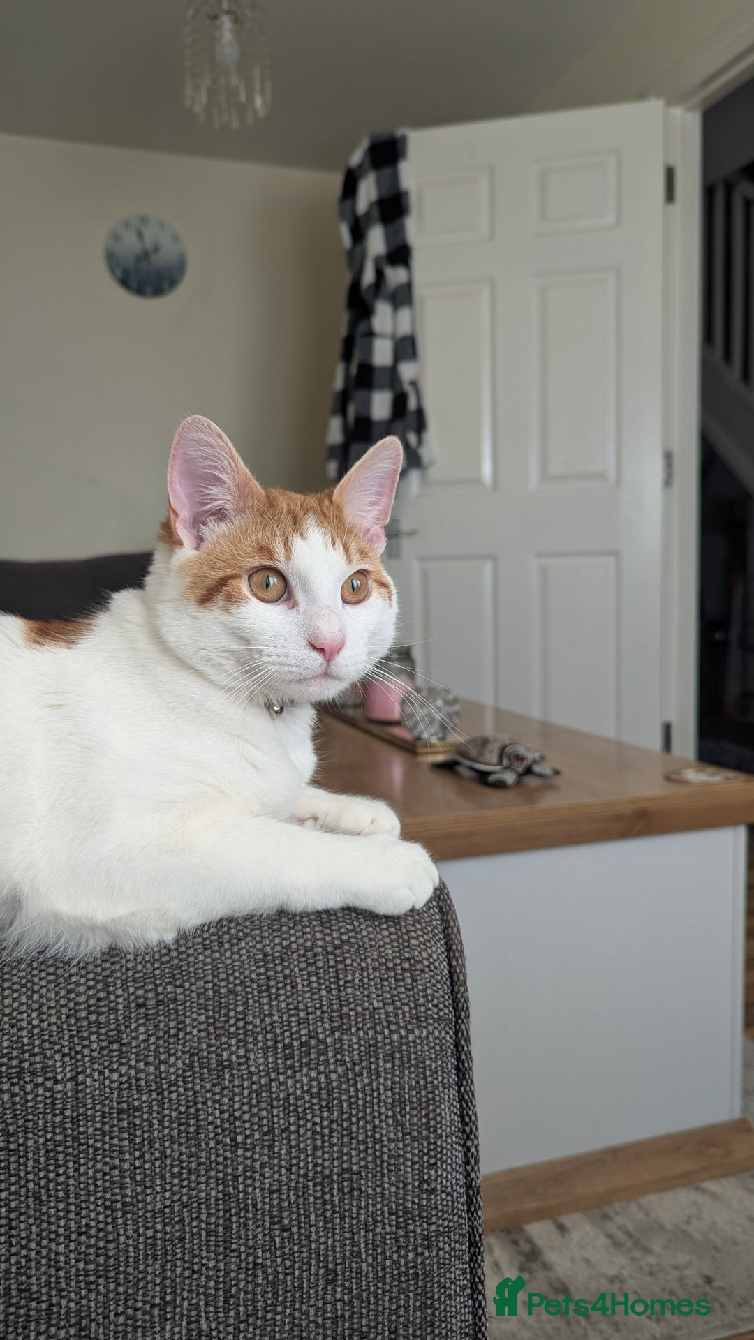 American Shorthair cats for sale:  Free Orange and White tabby cat - Advert 1