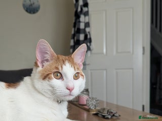 American Shorthair cats Free Orange and White tabby cat - Advert 1