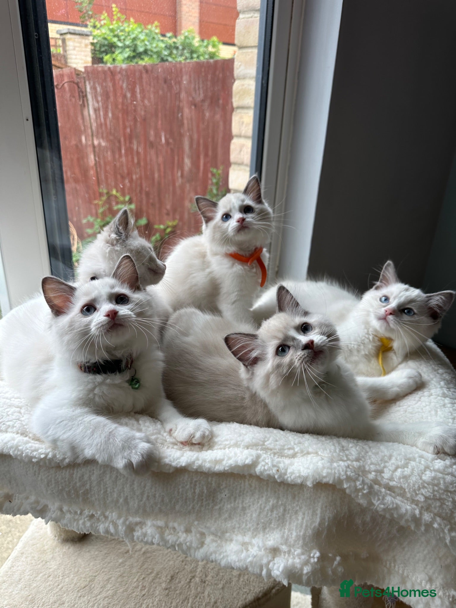 Ragdoll cats  TICA Quality Beautiful ragdoll kittens 😻🌟 - Advert 12