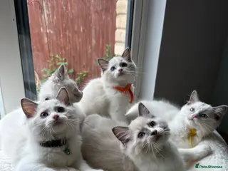 Ragdoll cats TICA Quality Beautiful ragdoll kittens 😻🌟 - Advert 12