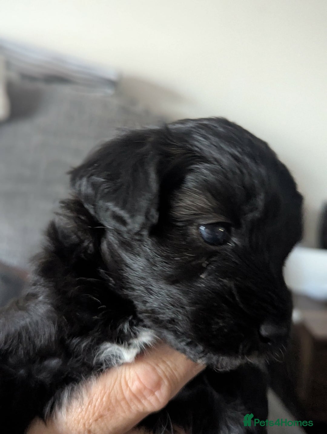 Mixed Breed dogs for sale: Cotonoodle pups  - Image 4