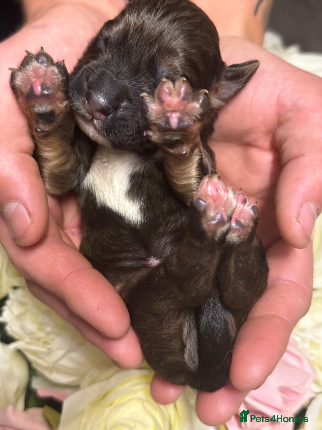 Cocker Spaniel dogs for sale: Merle cocker spaniels  - Image 15