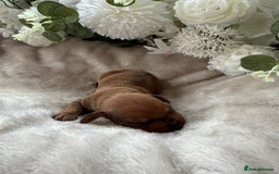 Miniature Dachshund dogs for sale: ⭐️Beautiful litter Of Rainbow Dachshund Puppies⭐️ - Image 23