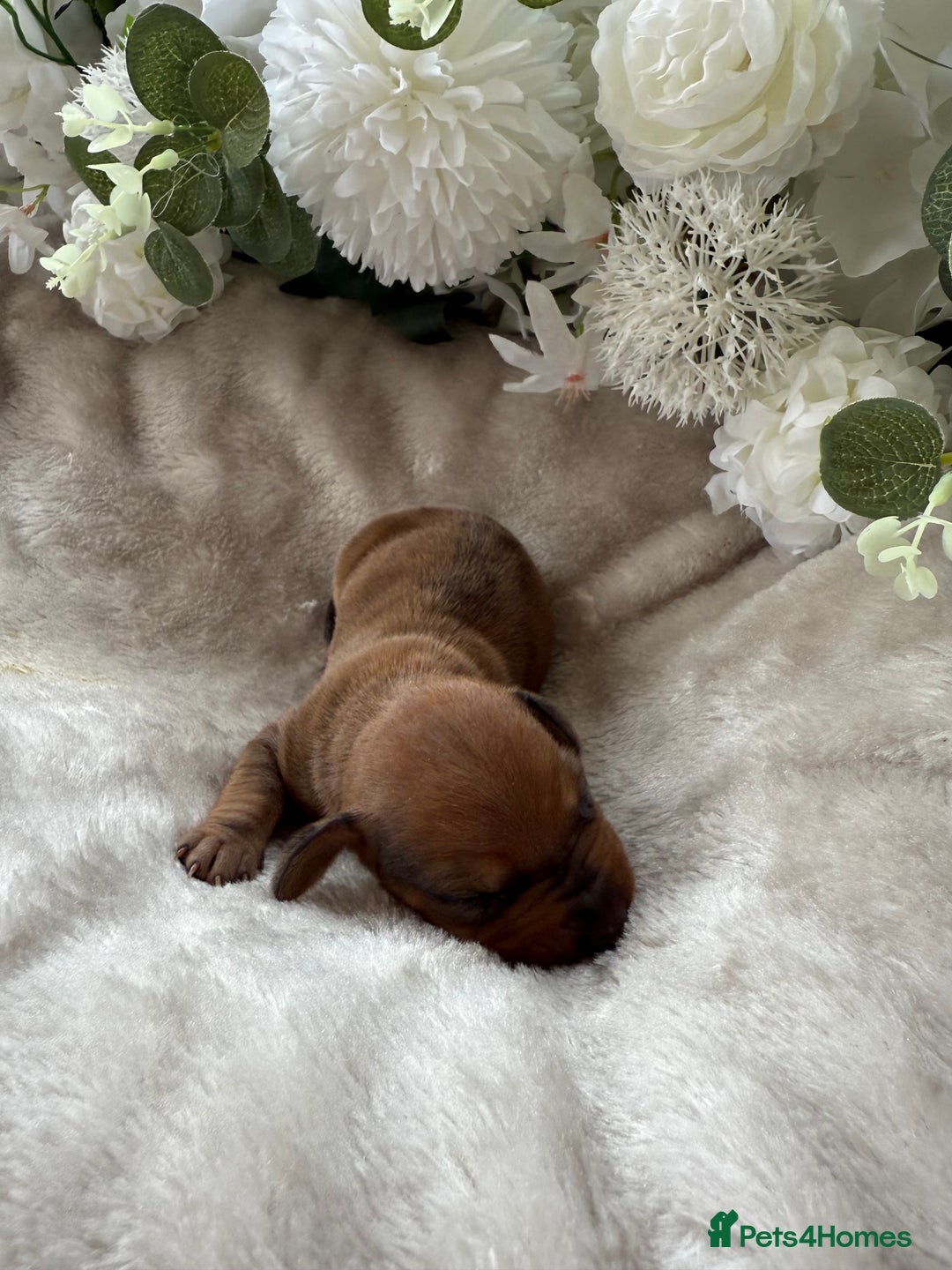 Miniature Dachshund dogs for sale: ⭐️Beautiful litter Of Rainbow Dachshund Puppies⭐️ - Image 23