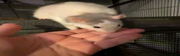Rat rodents for sale: Group of 4 female rats - Advert 4