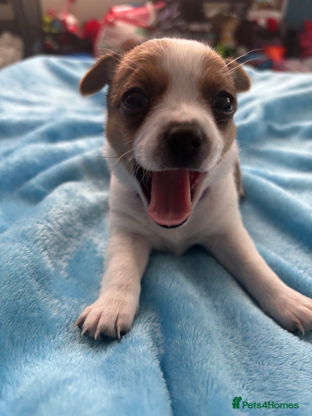 Pomchi dogs for sale: Pomchi puppies - Image 9