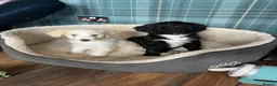 Bernedoodle dogs for sale: Stunning bernedoodle puppies  - Advert 3